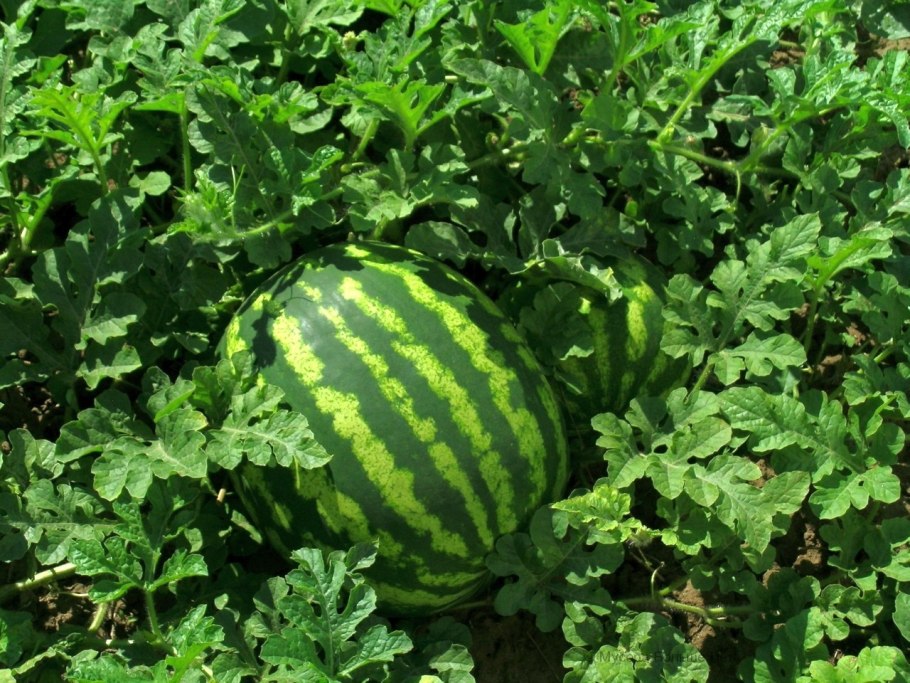 Стебелек арбуза спелый