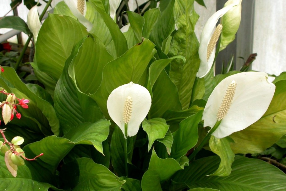 Спатифиллум Чопин