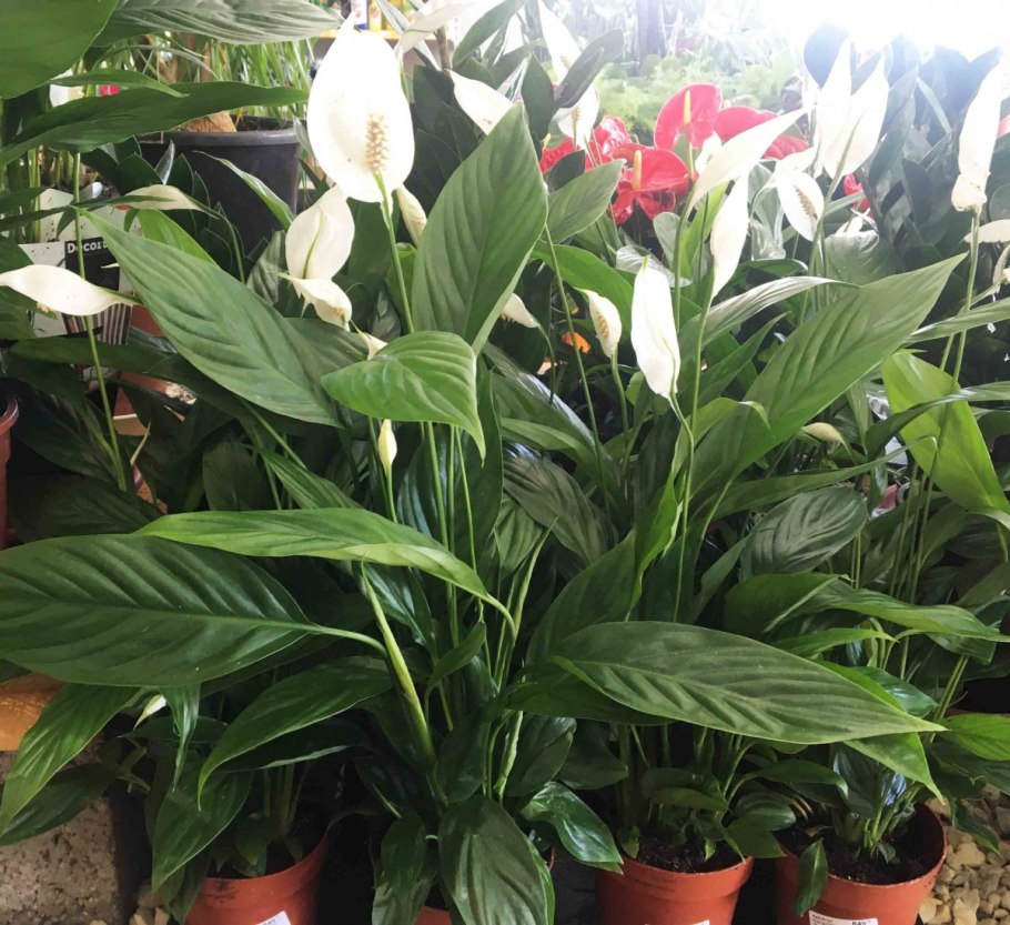 Спатифиллум Вивальди