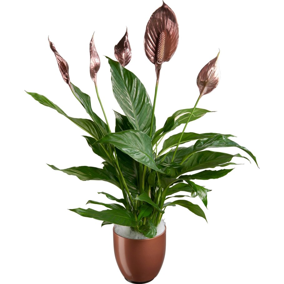 Spathiphyllum wallisii цветок