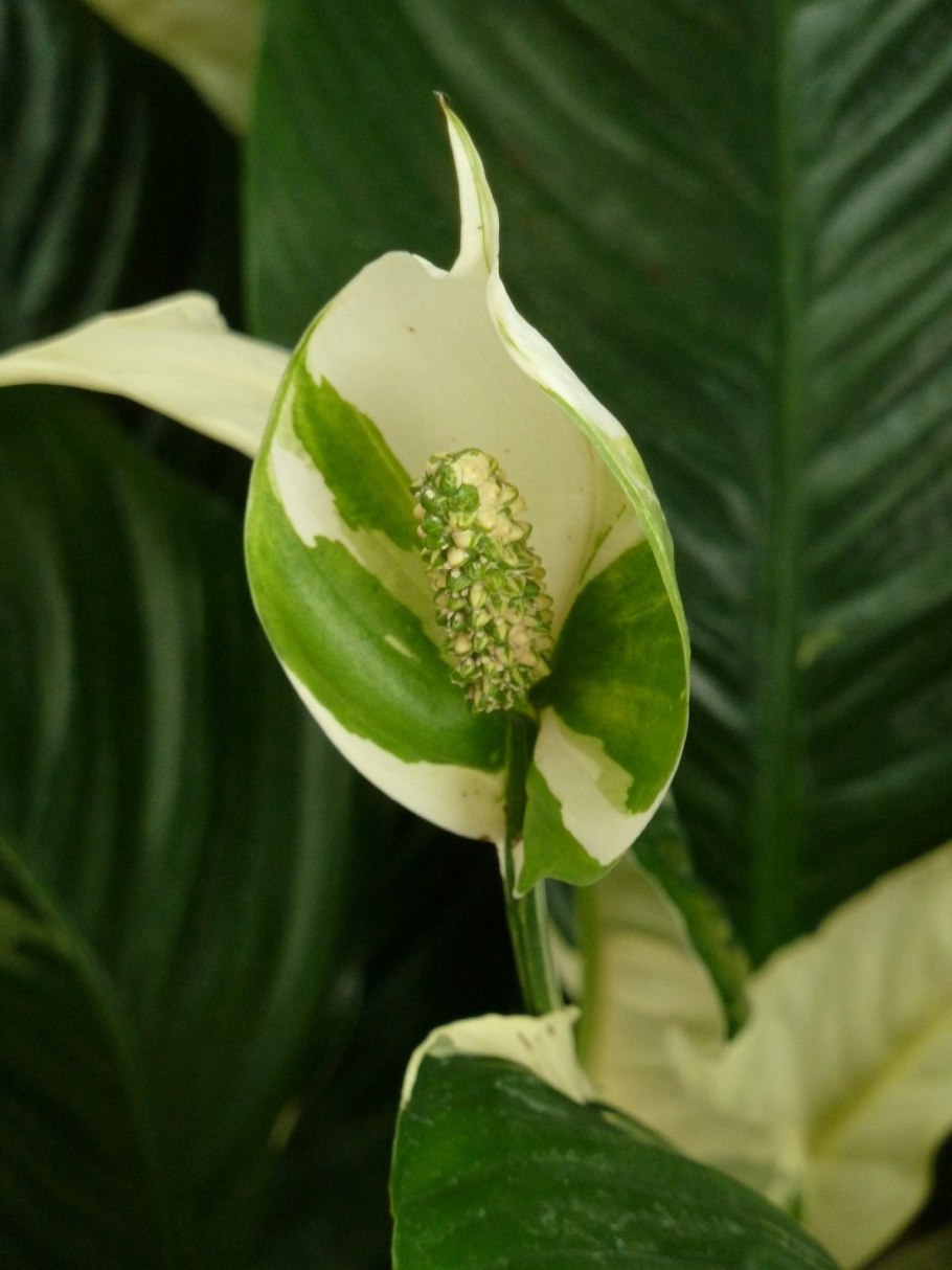 Спатифиллум обильноцветущий Spathiphyllum floribundum