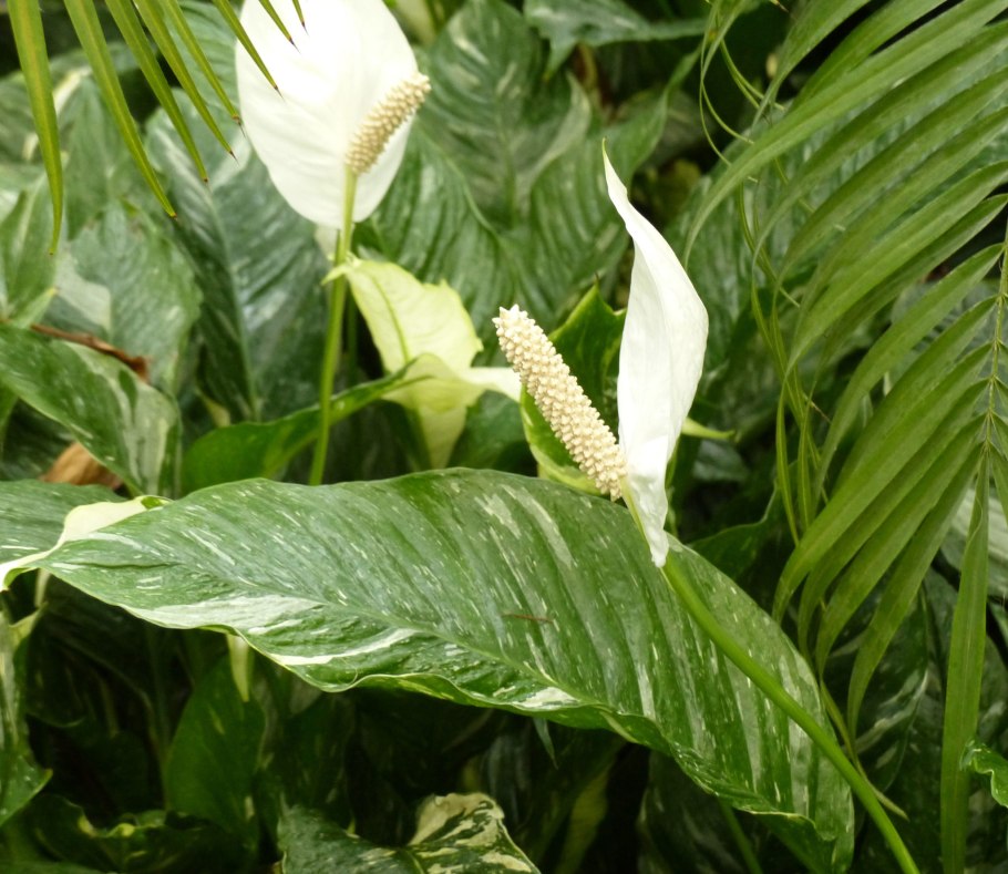 Спатифиллум floribundum