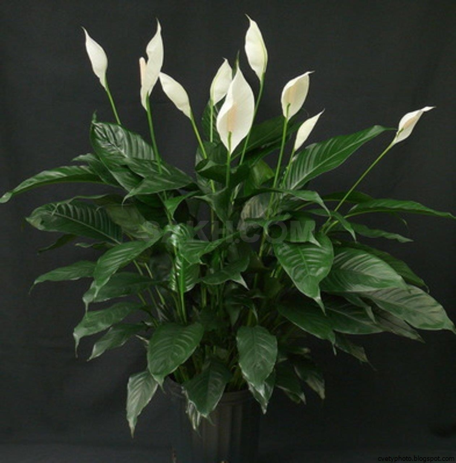 Спатифиллум (Spathiphyllum)