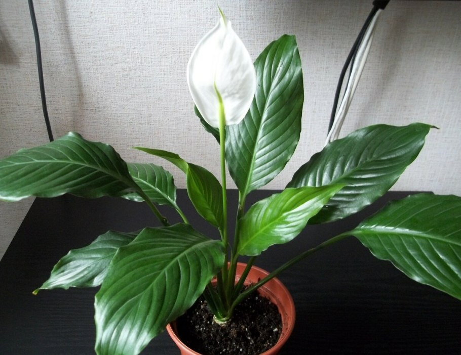 Спатифиллум (Spathiphyllum)
