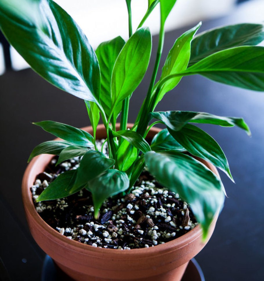 Спатифиллум Джемини и Домино