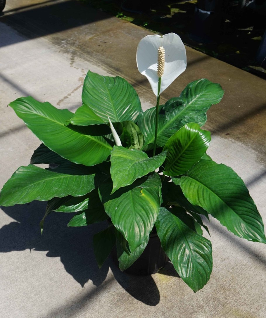 Спатифиллум Уоллиса (Spathiphyllum wallisii)