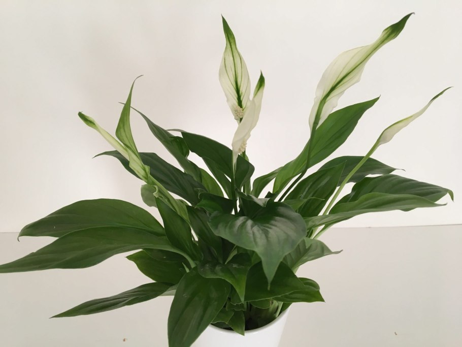Спатифиллум обильноцветущий