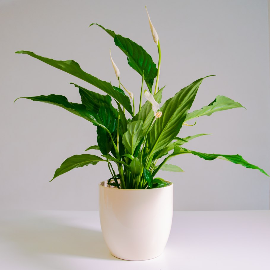 Спатифиллум Домино