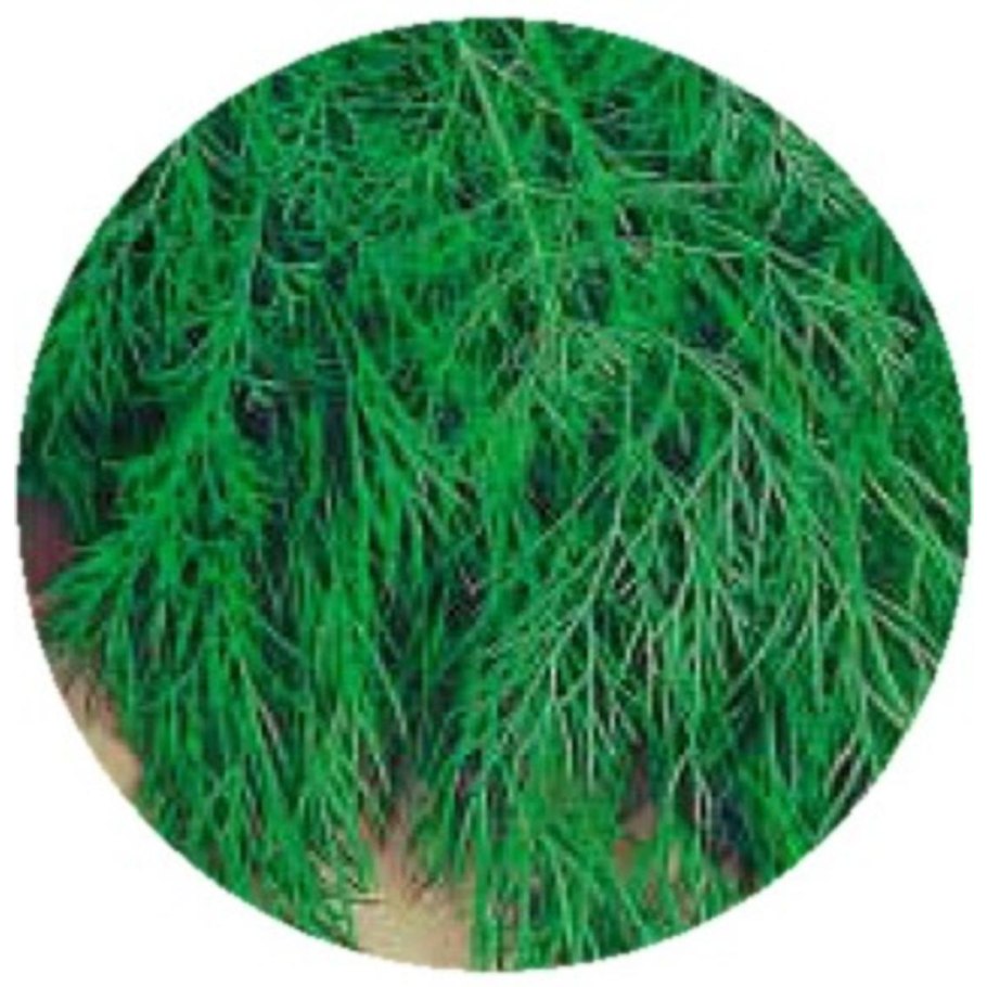 Укроп Обильнолистный "Кольчуга New русский огород