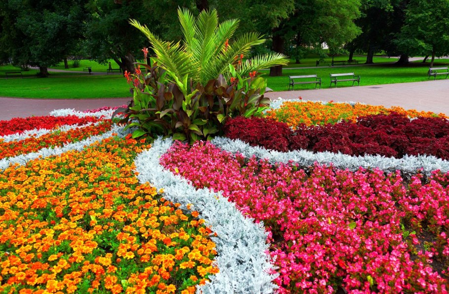 Рабатка Тунберга