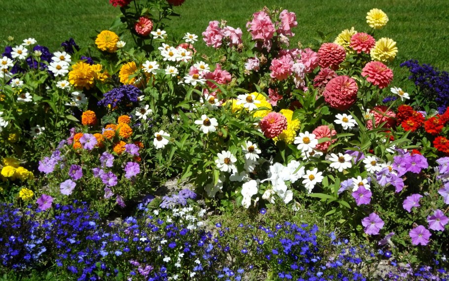 Космея с бархатцами и петунией