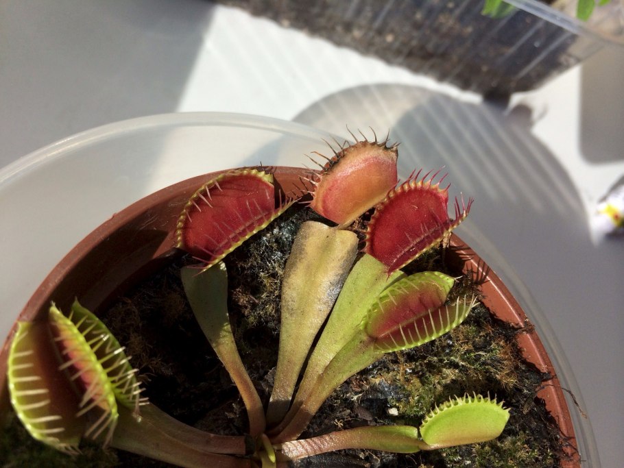 Дионея Венерина мухоловка