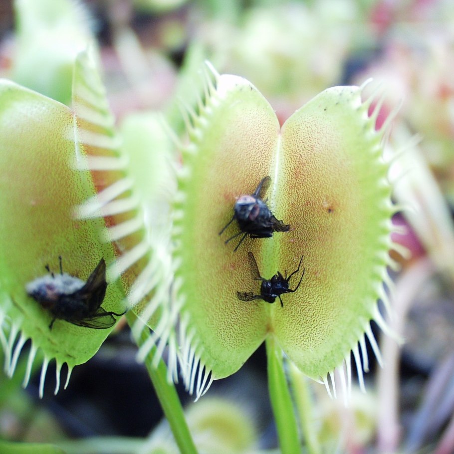 Непентес Раджа