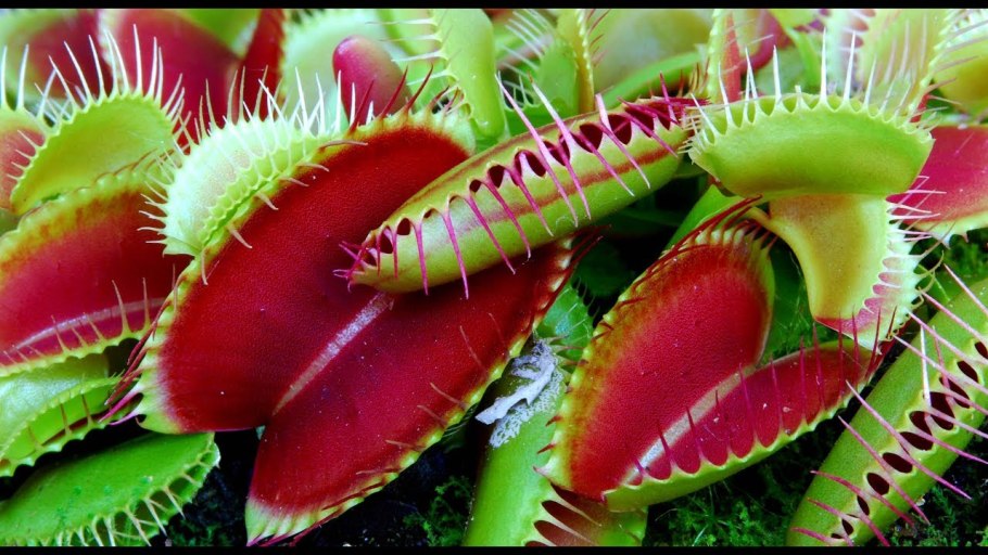 Дионея цветет