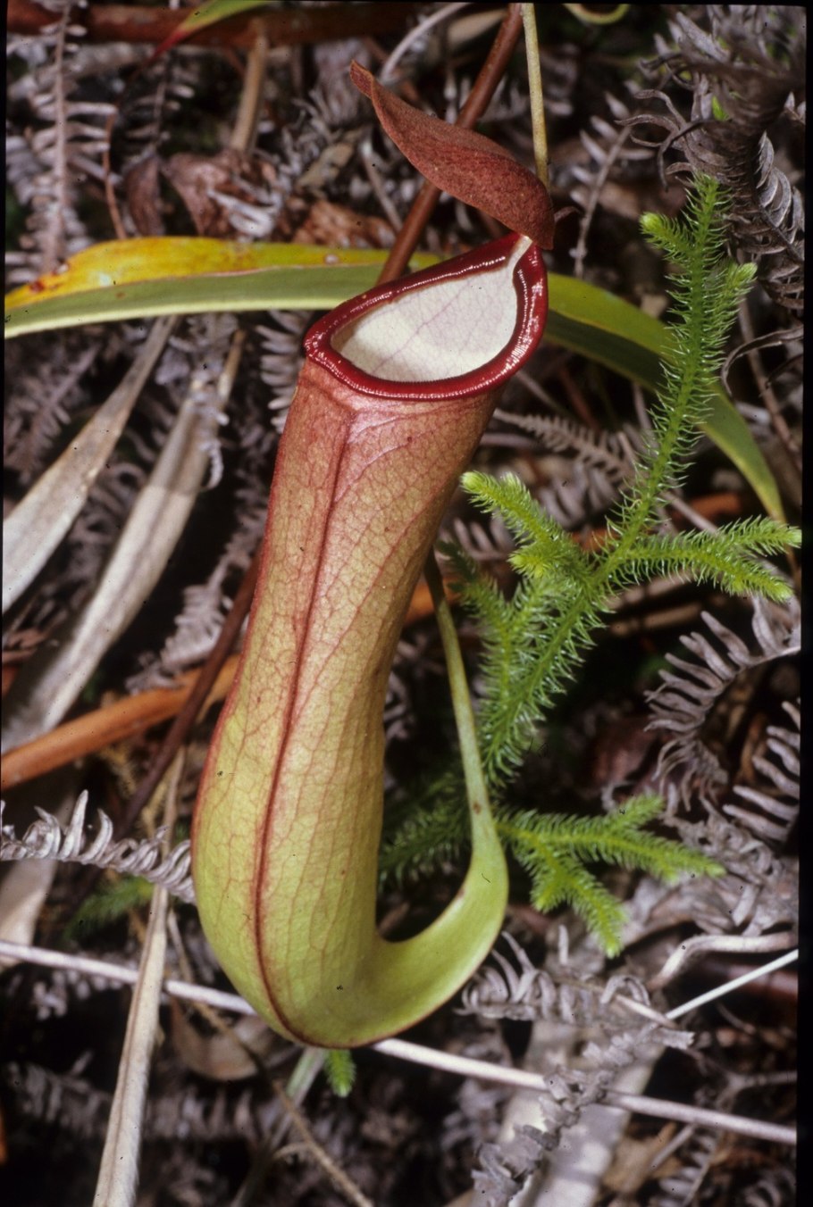 Хищное растение Чародейка