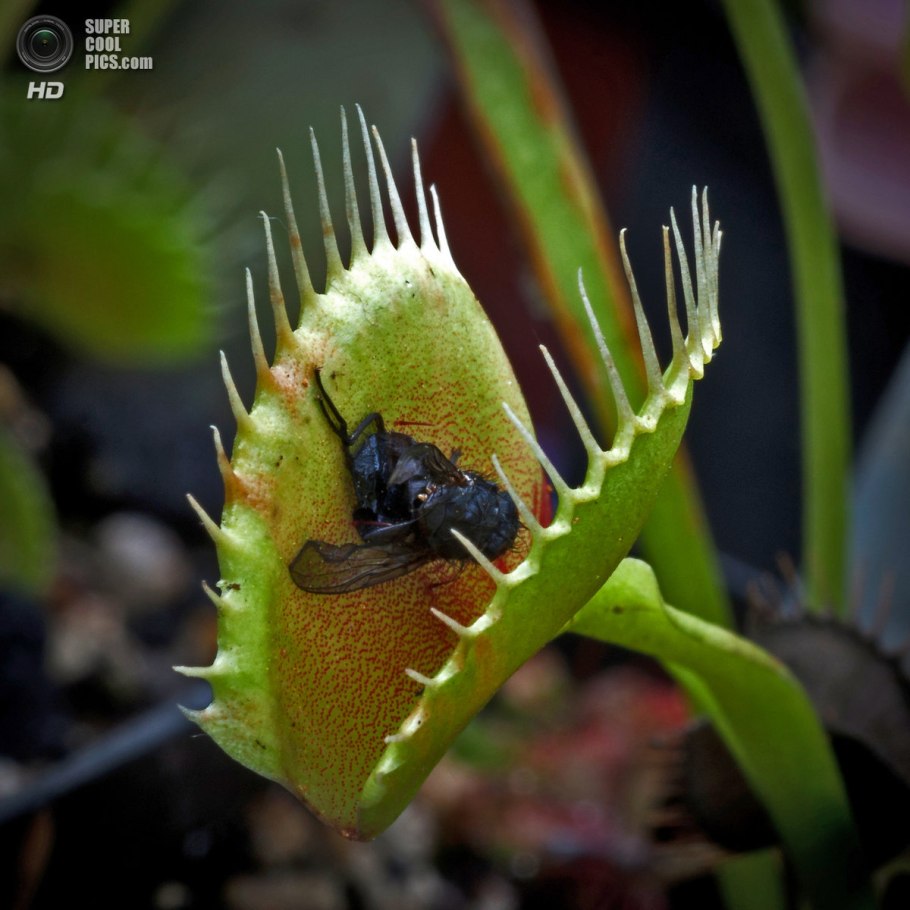 Лиана непентес