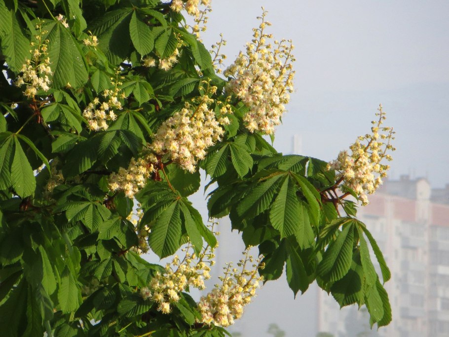 Каштан мелкоцветный