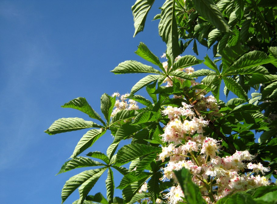 Каштан дерево цветы