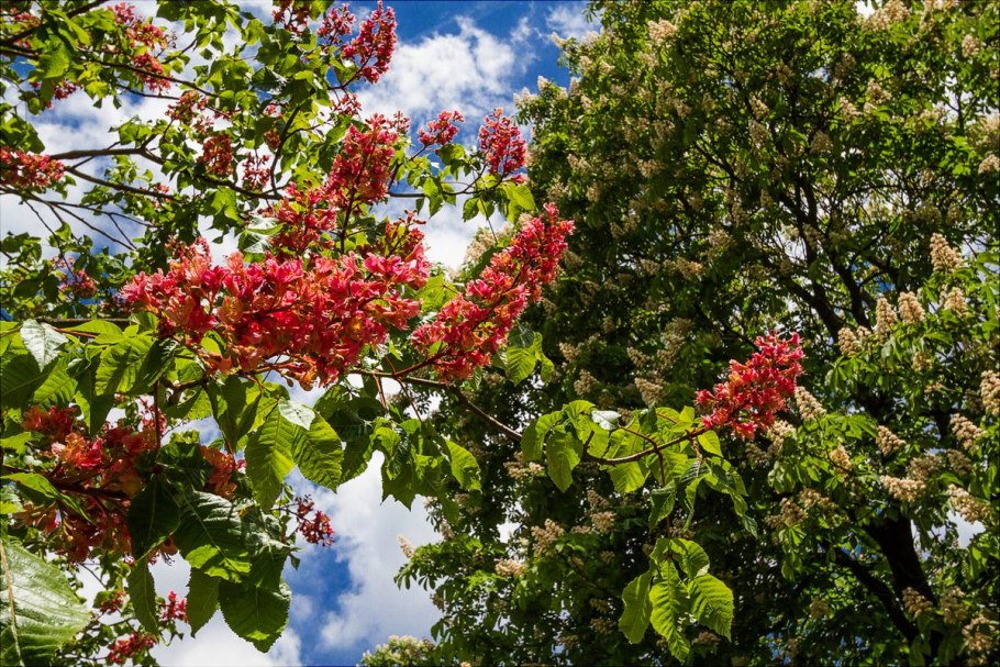 Каштан дерево цветение