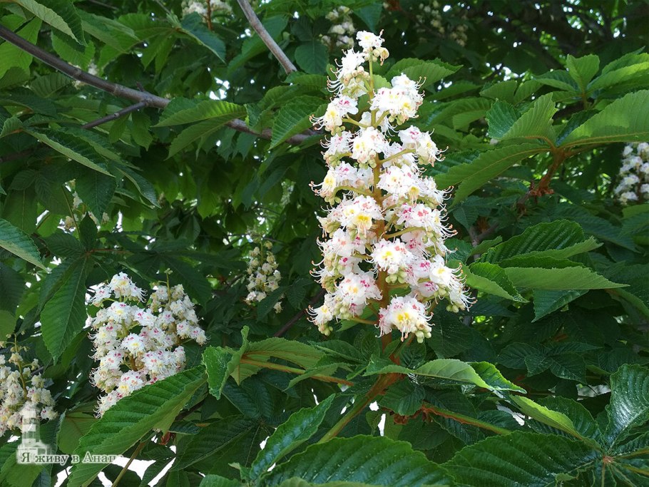 Каштан в Женеве