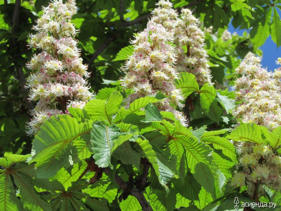 Каштан дерево Севастополь