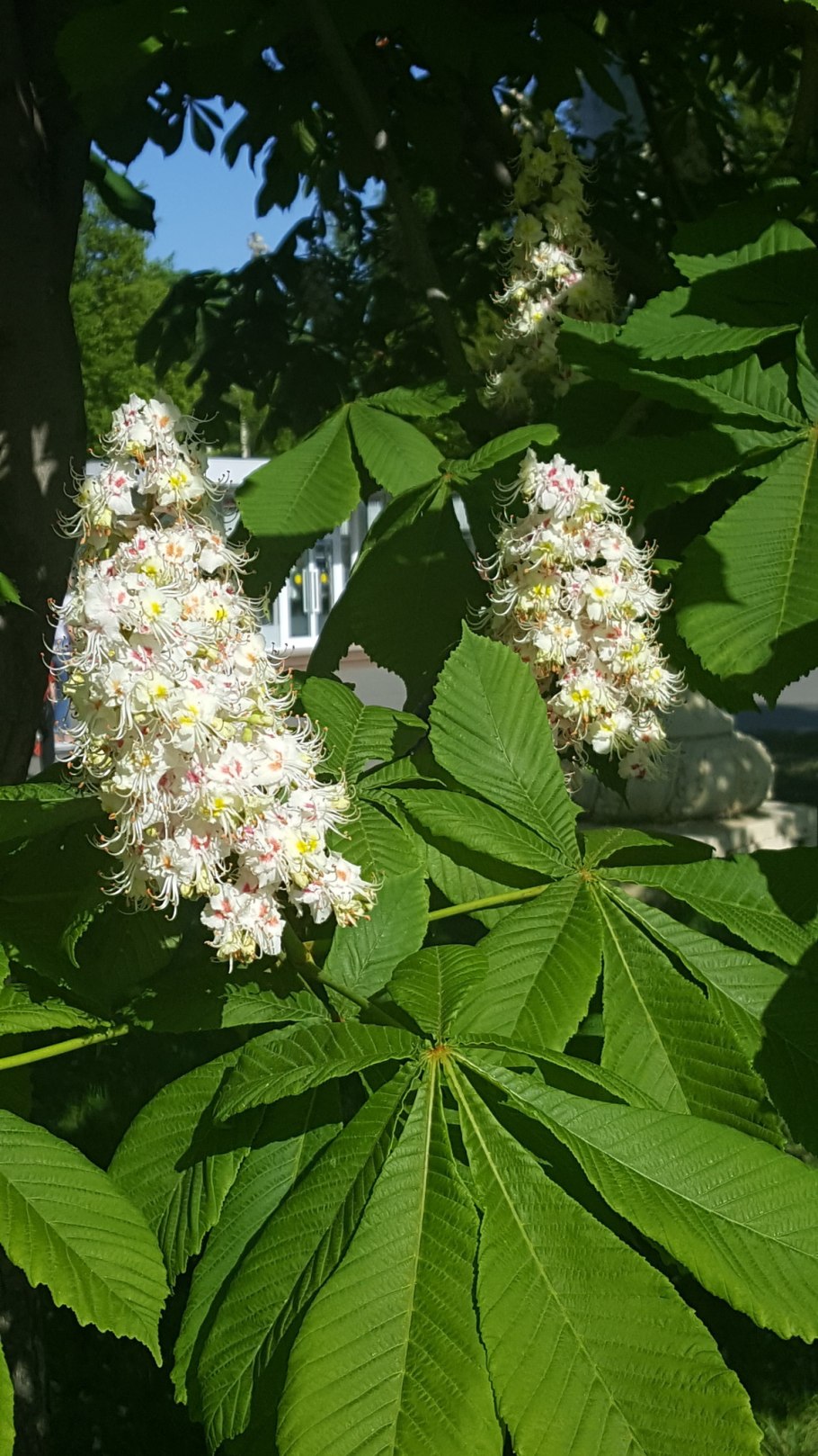 Цветущий каштан