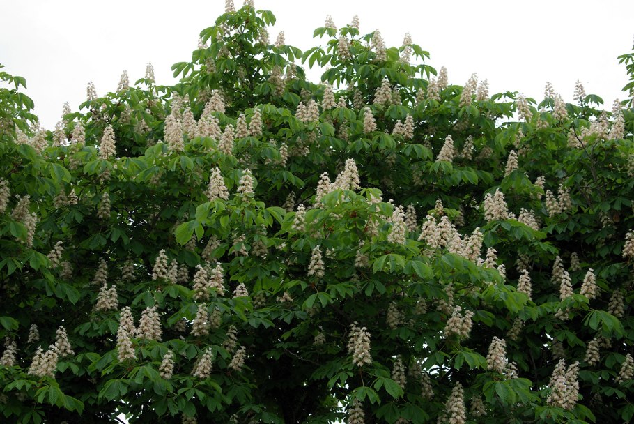 Каштан Крымский Цветущий