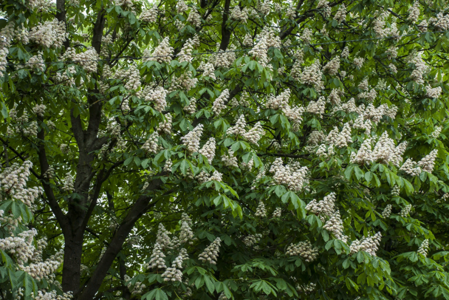 Каштан дерево цветение