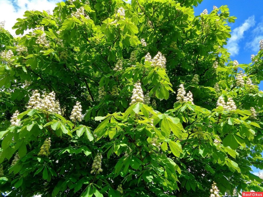 Цветущий каштан дерево