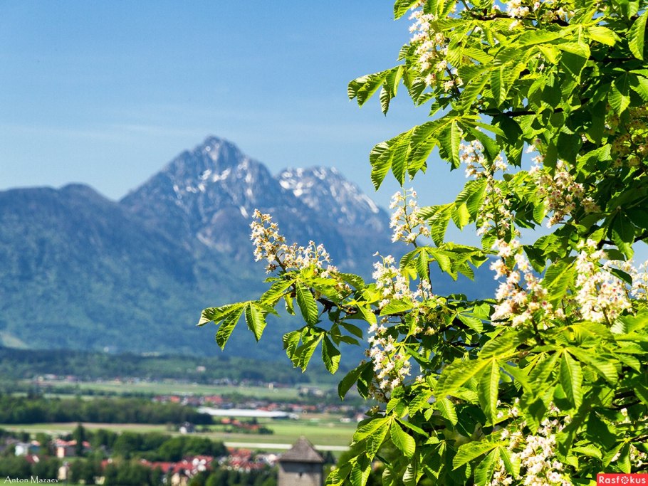 Каштан Симферополь цветет