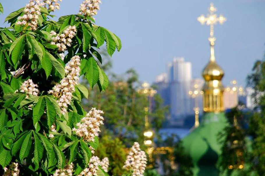 Цветущий каштан дерево