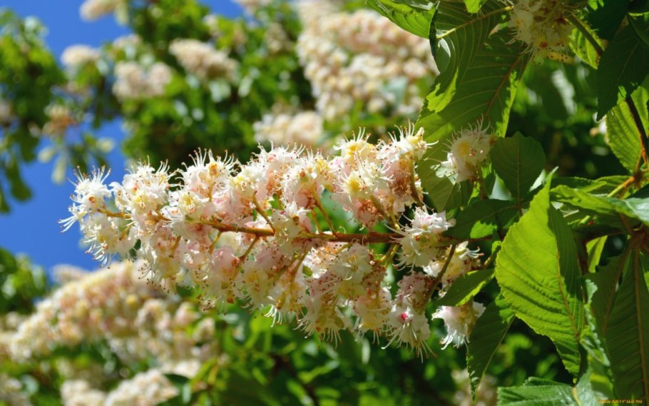 Конский каштан дерево цветет