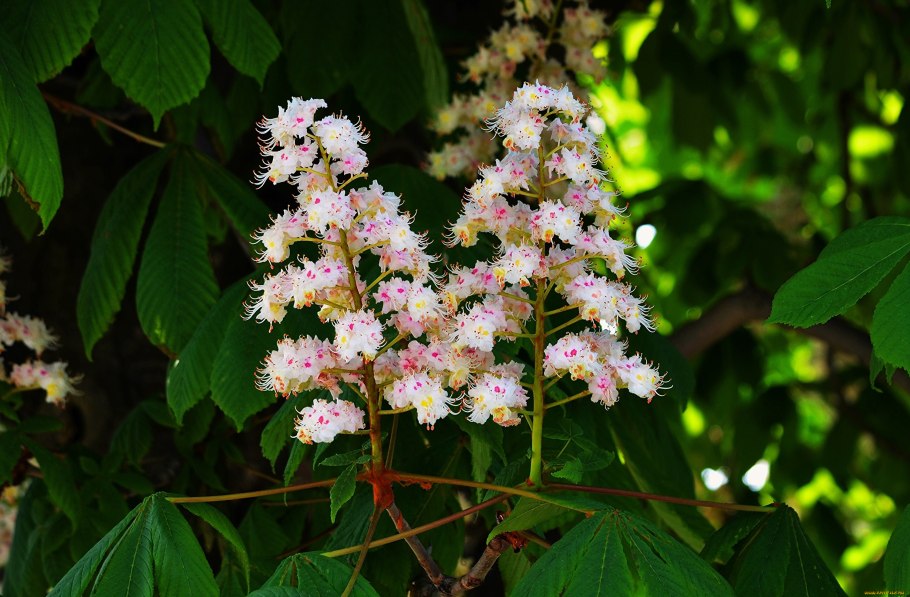 Каштан дерево цветение