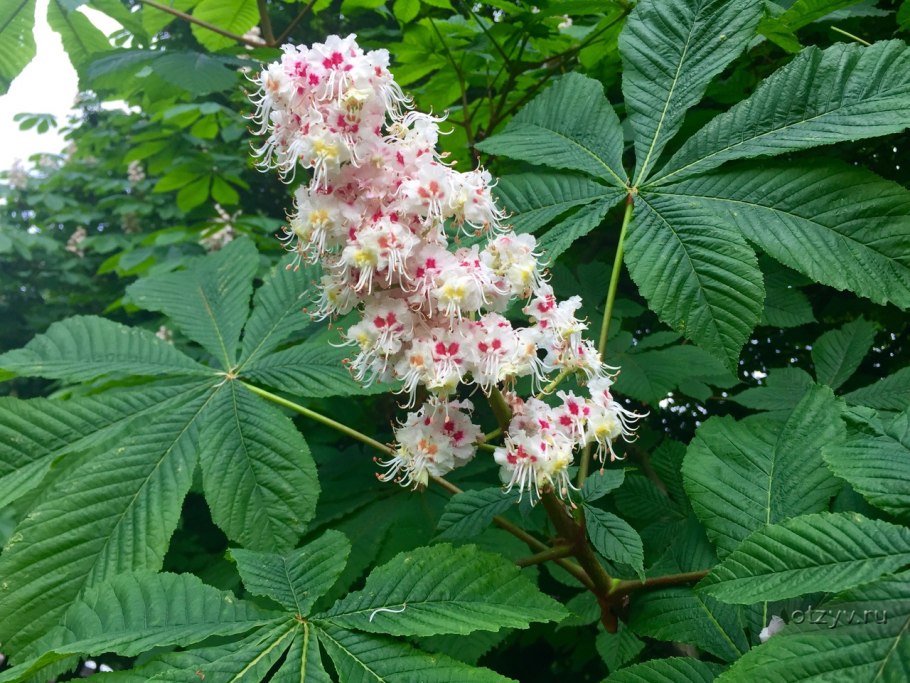 Цветущий каштан