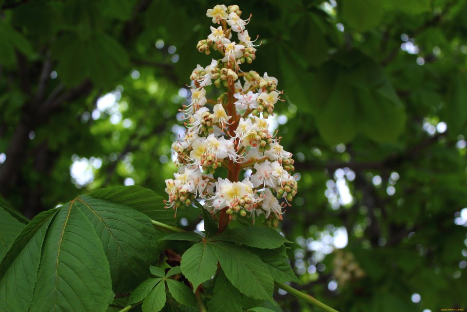 Конский каштан обыкновенный