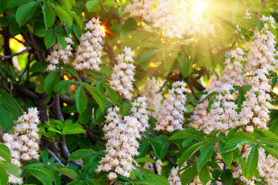 Каштаны в Анапе