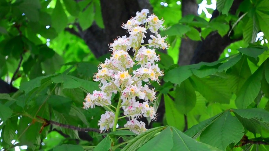 Каштан мелкоцветковый