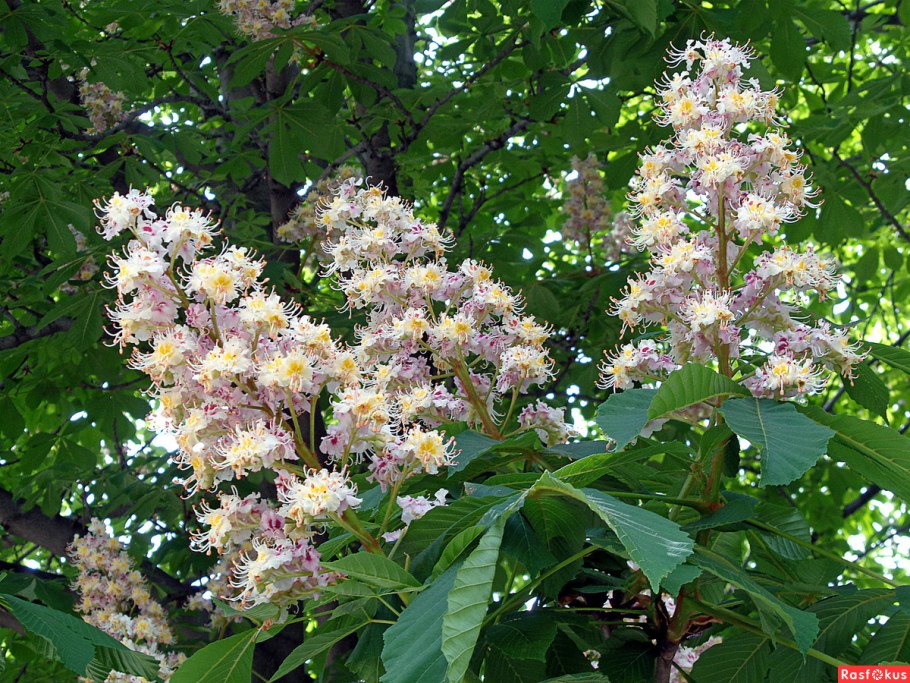 Цветущие каштаны