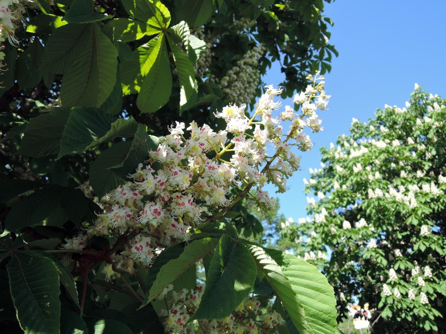 Каштан конский изменчивый Пендулифолия