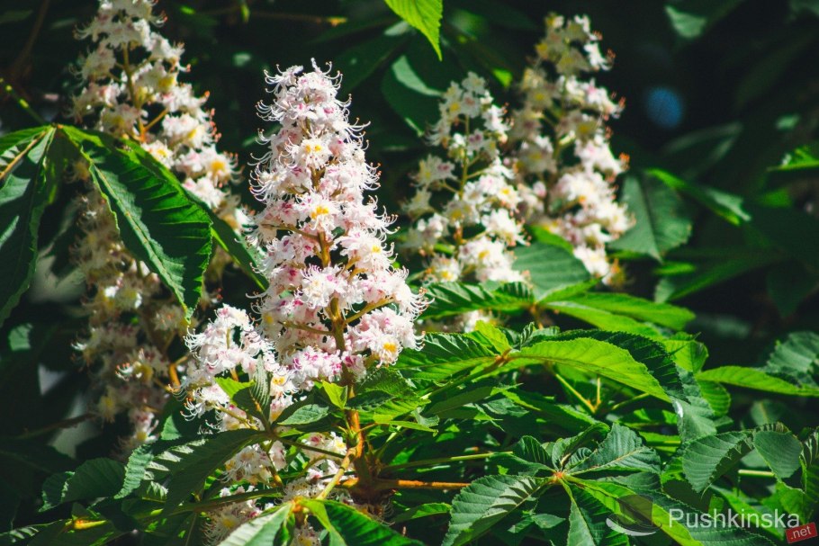 Каштан конский цветение