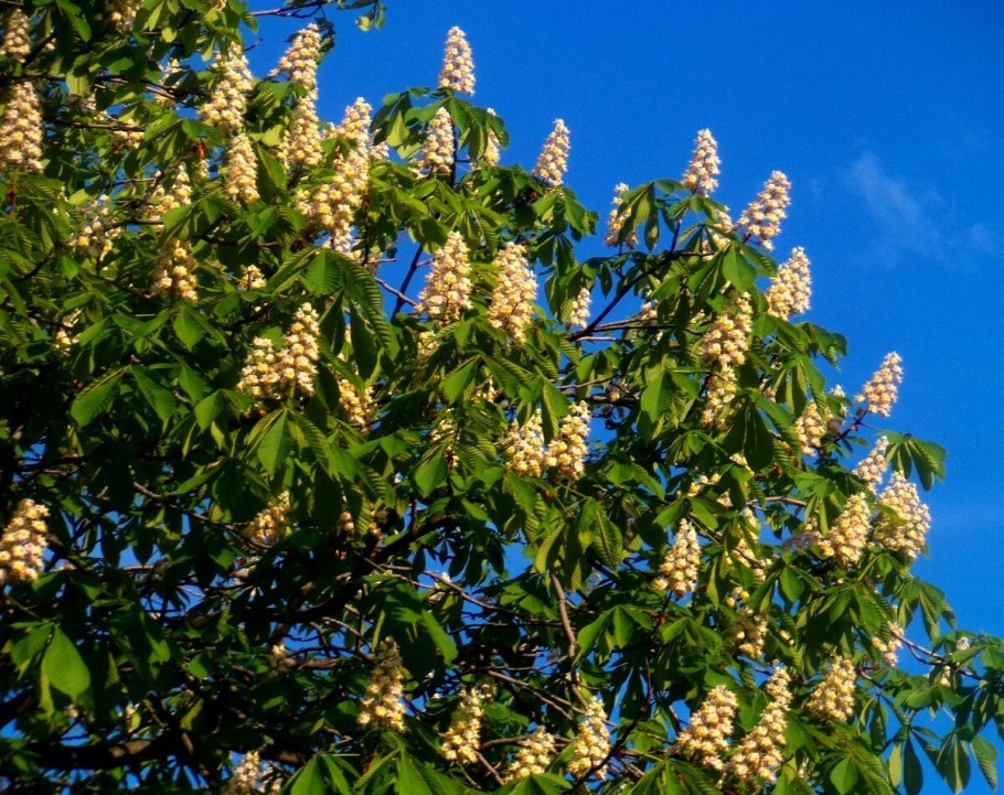 Цветущий каштан