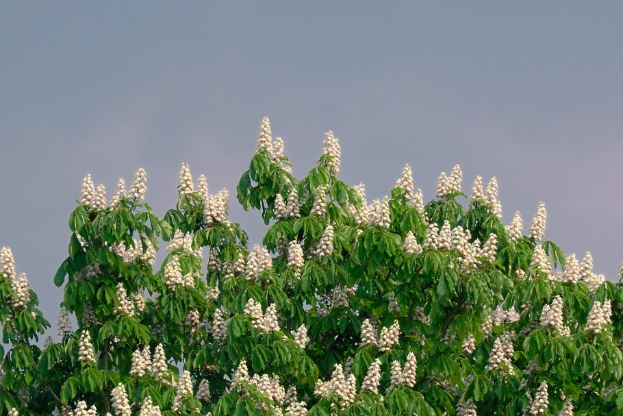 Каштан цветет медоносный