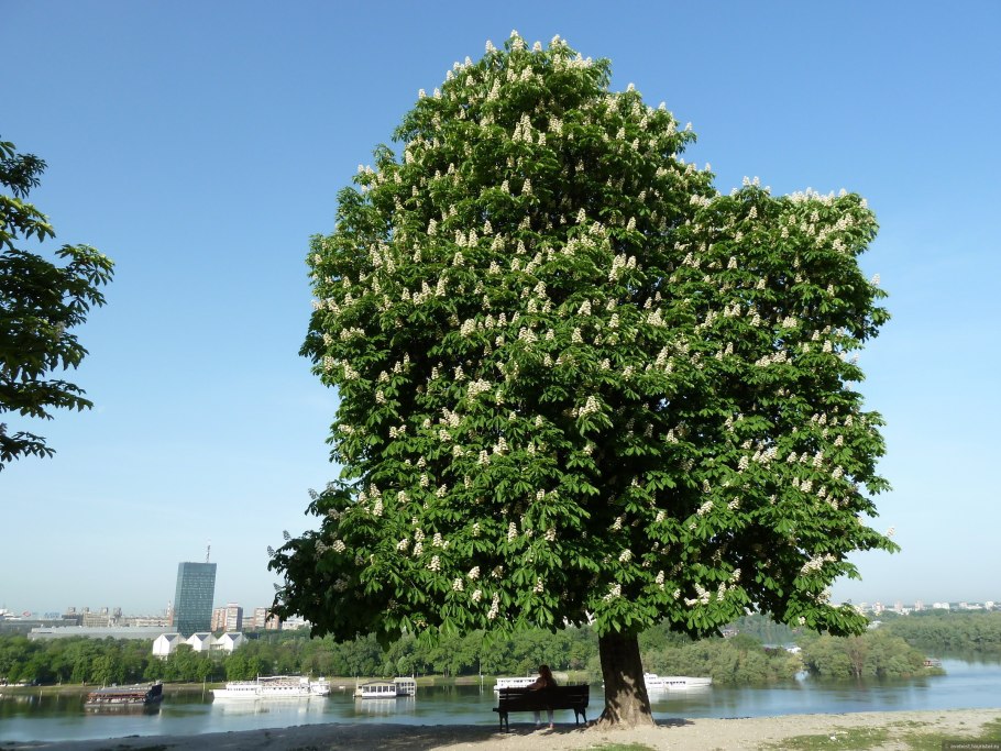 Конский каштан мелкоцветный