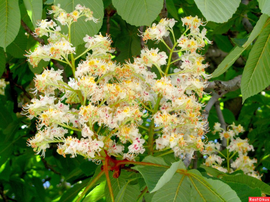 Конский каштан гибридный