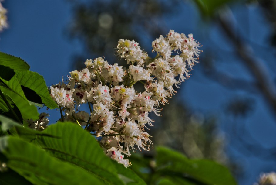 Конский каштан