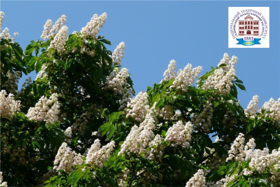 Каштан мелкоцветковый