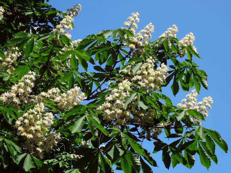 Крымский каштан