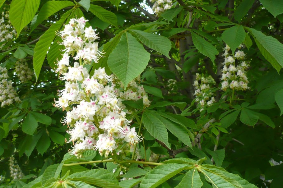 Каштан дерево цветение