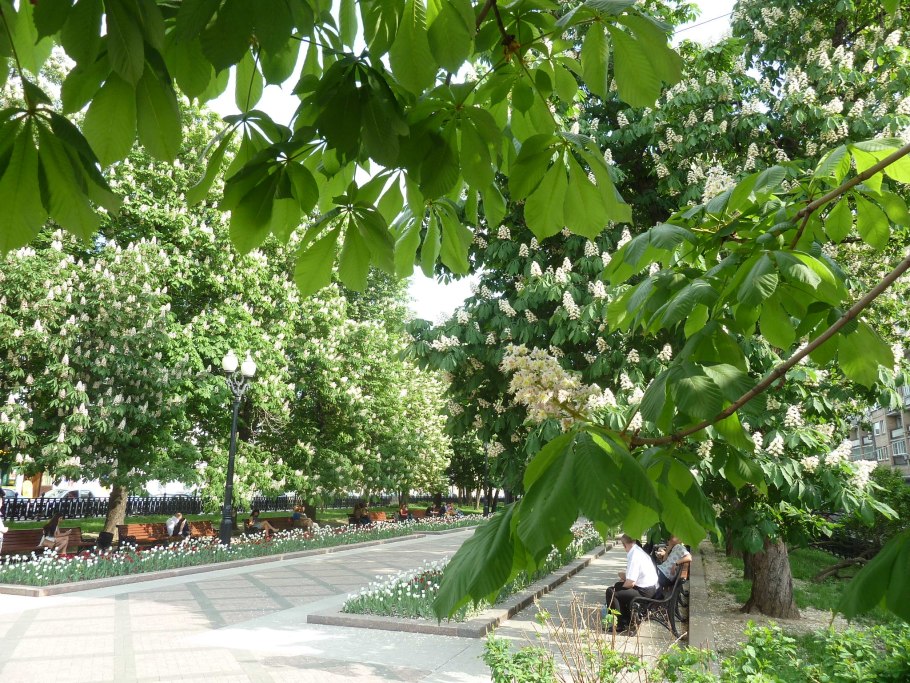 Киевские цветущие каштаны