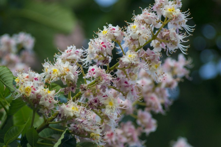 Дерево цветет свечками белыми